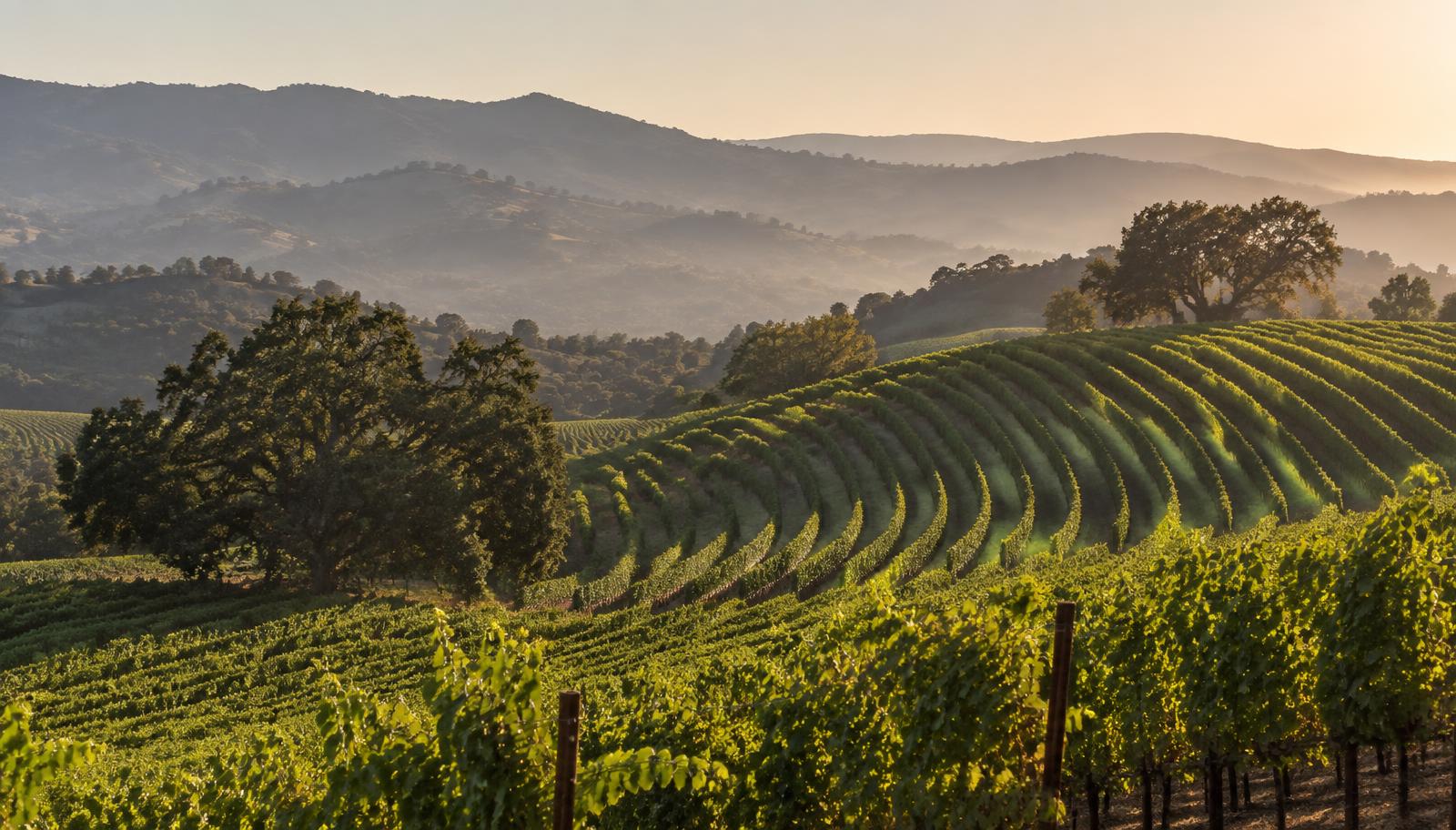 Vineyard rows curving over a Napa Valley hillside with oak trees and hills in the distance